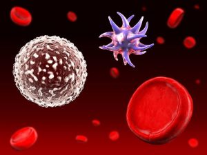 תאי דם אדומים לבנים