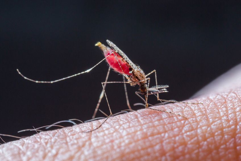 מלריה: המחלה שמסרבת למות